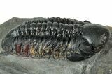 Prone Reedops Trilobite - Atchana, Morocco #323693-2